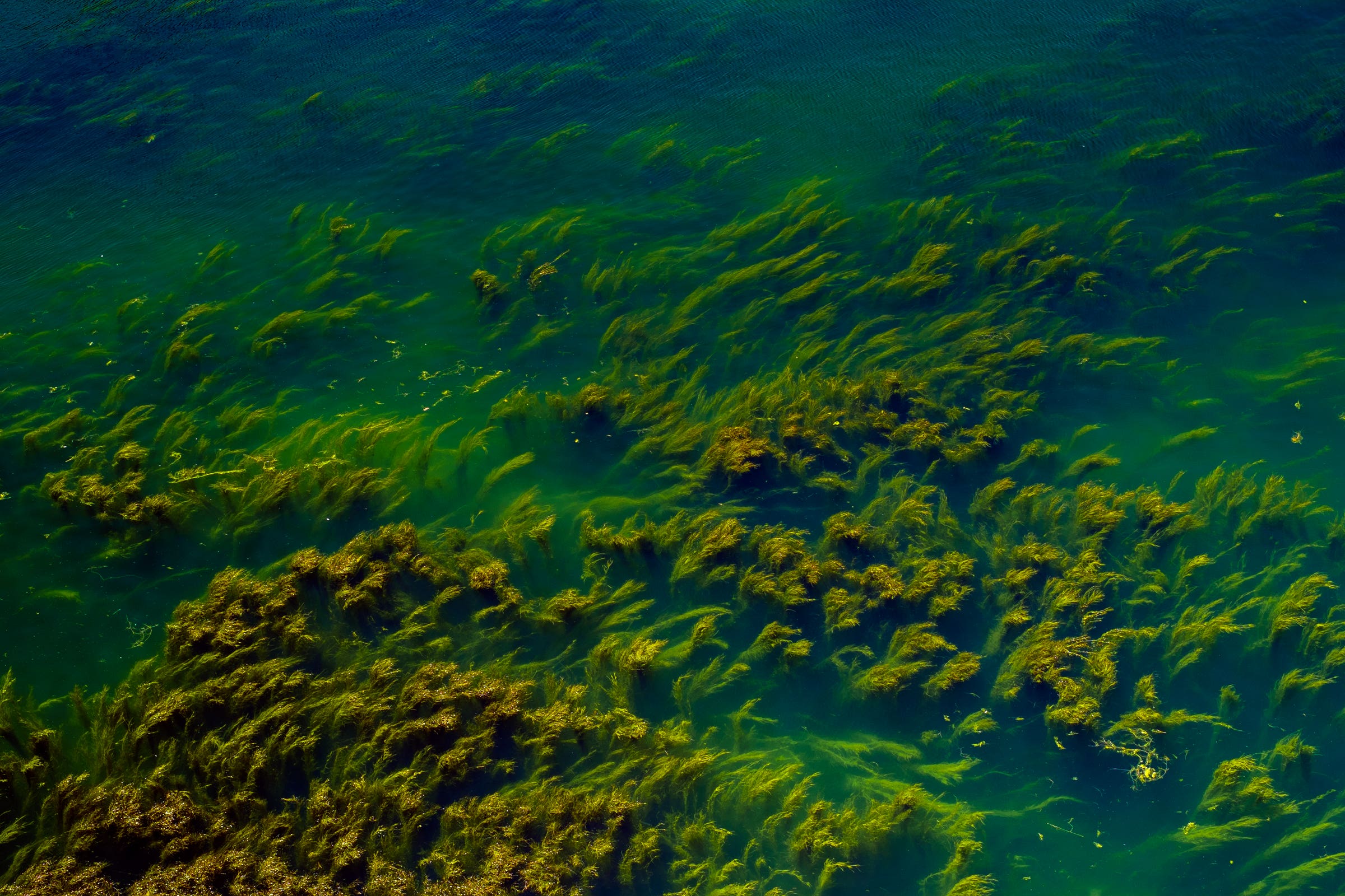 Die Abbildung zeigt die Fotografie "Algen" aus dem Jahr 2015.