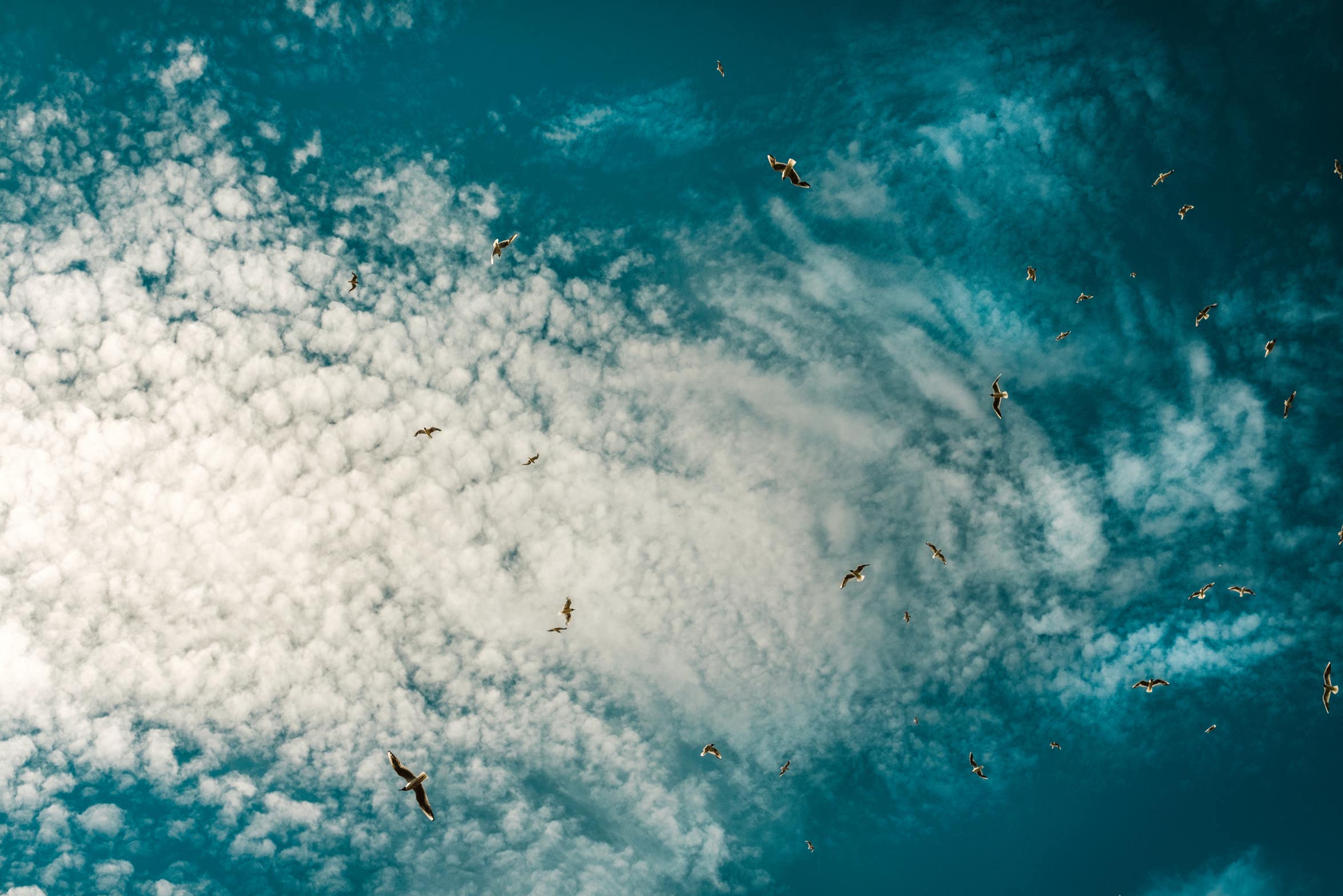 Fotografie "Vögel wie Fische"